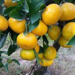 湖北省宜昌市夷陵区优质柑桔大量供应，产地直销