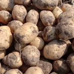 吉林土豆杠三七大量上市