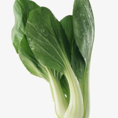绿色 天然种植 小白菜 优质供应