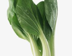 绿色 天然种植 小白菜 优质供应