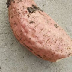 永城市烟薯25大量上市中