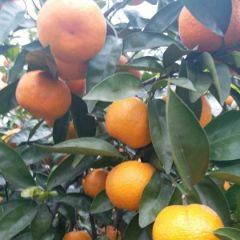 早熟蜜桔大量上市，量大质优，价格便宜