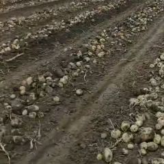 大量供应各品种土豆