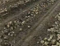 大量供应各品种土豆