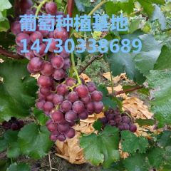 河北9月大量冰糖巨峰葡萄上市