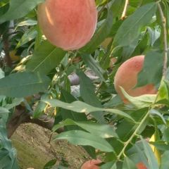 中秋王水密桃大量上市