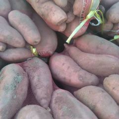 河北衡水饶阳龙薯九