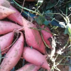 出售烟薯25，瓜型好，甜度高口感质量有保障。