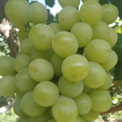 大量阳光玫瑰葡萄上市