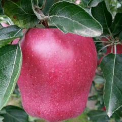 天水花牛大量上市