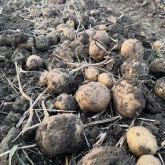 出售延薯杠二价格美丽欢迎新老客户前来采购