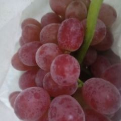 供应优质科瑞森葡萄