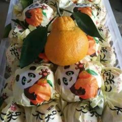 丑橘 不知火 丑八怪