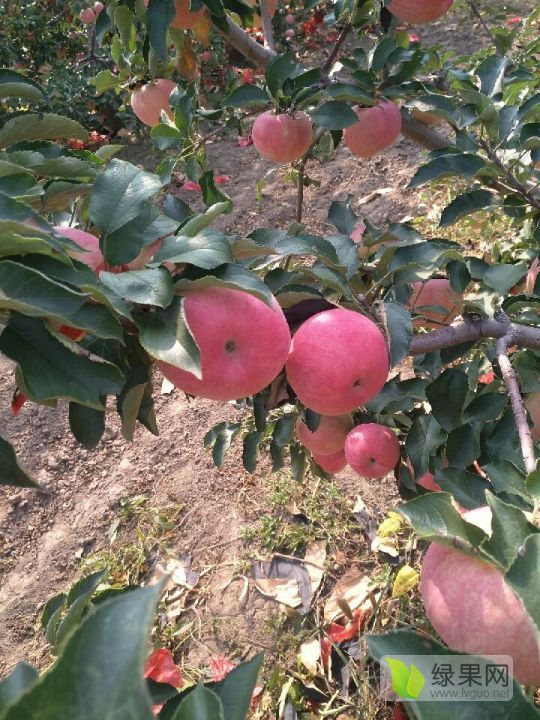 2019年辽宁沈阳红苹果价格