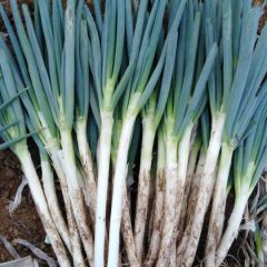 普兰店铁杆大葱