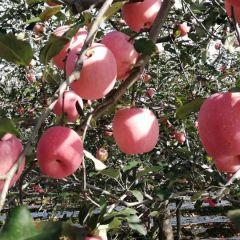陕西红富士苹果批发，红富士苹果价格