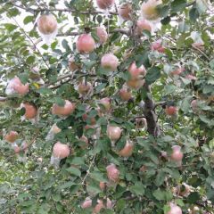 运城临猗红富士大量供应