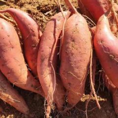80吨优质红薯上市开挖
