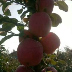 甘肃庆阳宁县优质红富士苹果成熟上市了！