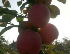 甘肃庆阳宁县优质红富士苹果成熟上市了！