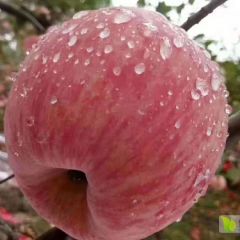 白水红富士苹果大量商品果