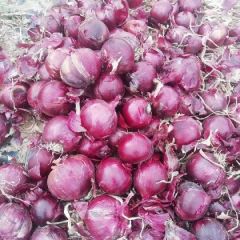 紫葱，紫葱，涨价了