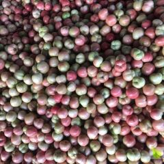 山东淄博秋延迟西红柿开始上市