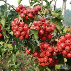 大金星山楂产地大金星山楂批发大金星山楂价格