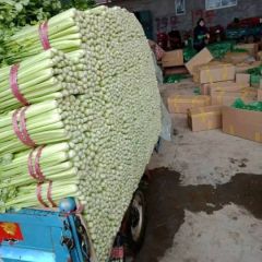 基地直供精品美国西芹