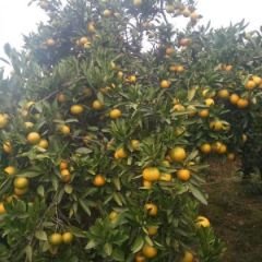 温州密桔。规格55/75.价格1.8/斤