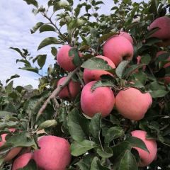 套袋红富士上市了