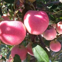 诚信待客，欢迎订购