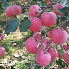 又红又大的红富士苹果