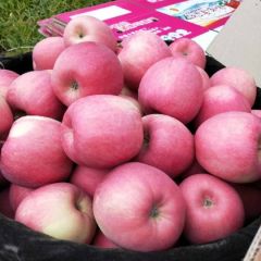 礼县富士大量上市