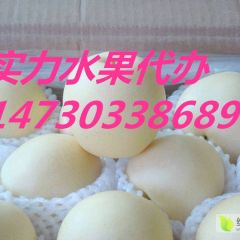 河北皇冠梨、鸭梨、雪花梨、大量上市