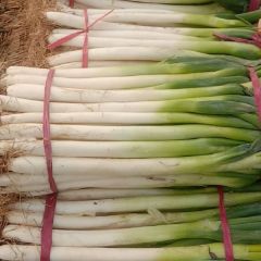 隆尧大葱价格行情平稳,东尚张献军诚信合作