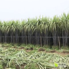 2020广西优质黑皮甘蔗节长脆甜多汁产地直销