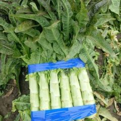 山东郯城我处莴苣已经开始大量上市了