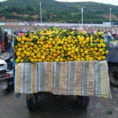 丹江口蜜桔上市啦