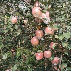 烟富3号冰糖心红富士大量上市。