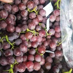 河北巨峰葡萄/红提葡萄种植基地