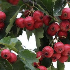 大金星山楂做商品果、切片果、做糖葫芦、做罐头批发