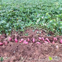 豫北红薯种植基地大量销售各种红薯