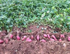 豫北红薯种植基地大量销售各种红薯