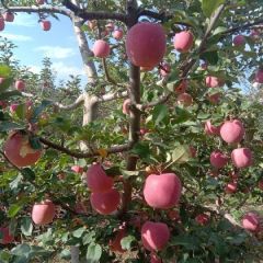 甘肃红富士成熟了，质量第一，诚信经营，