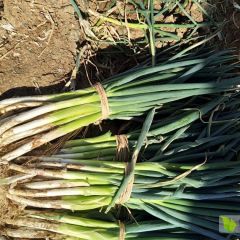 河北玉田长白大葱品质优良诚信合作