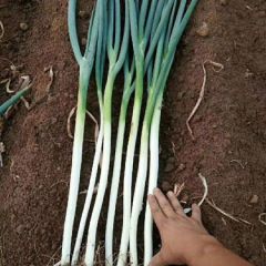 长白大葱 河北饶阳