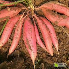 西瓜红红薯大量现货供应中