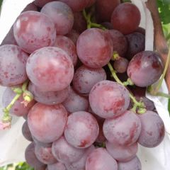 精品防雨棚红堤葡萄