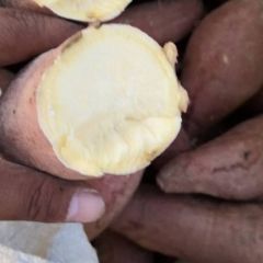 精品地瓜，适合淀粉厂